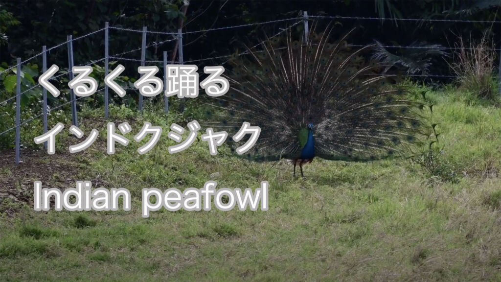 【くるくる踊る】 インドクジャク Indian peafowl