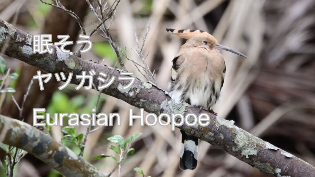 【眠そう】 ヤツガシラ Eurasian Hoopoe