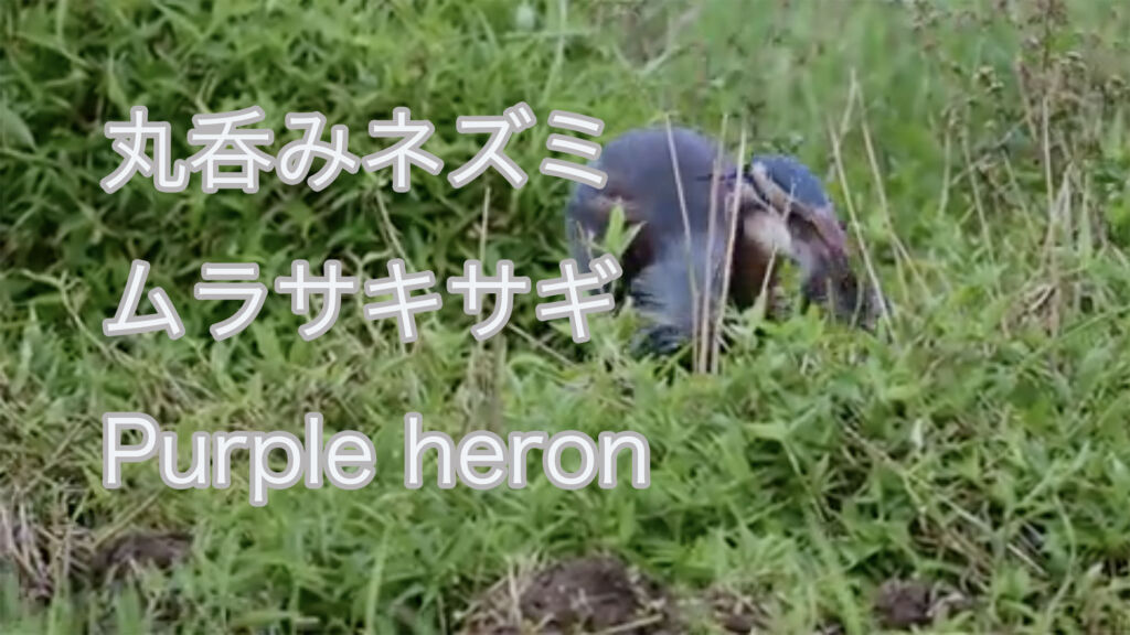 【丸呑みネズミ】 ムラサキサギ Purple heron
