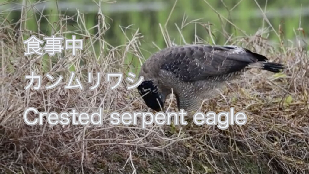 【食事中】 カンムリワシ  Crested serpent eagle