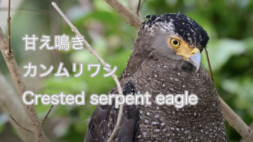 【甘え鳴き】 カンムリワシ Crested serpent eagle
