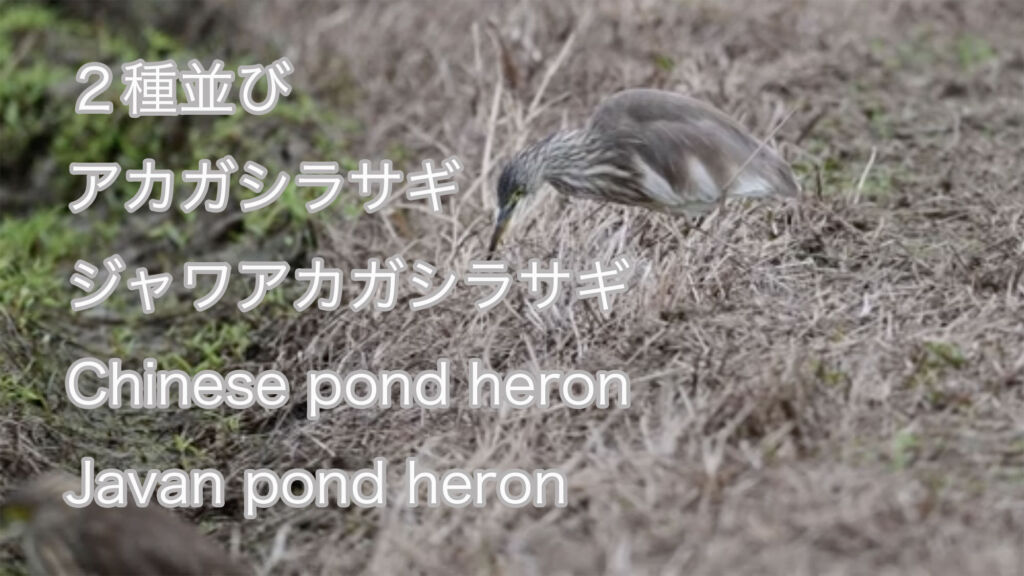【２種並び】 アカガシラサギとジャワアカガシラサギ Chinese pond heron&Javan pond heron