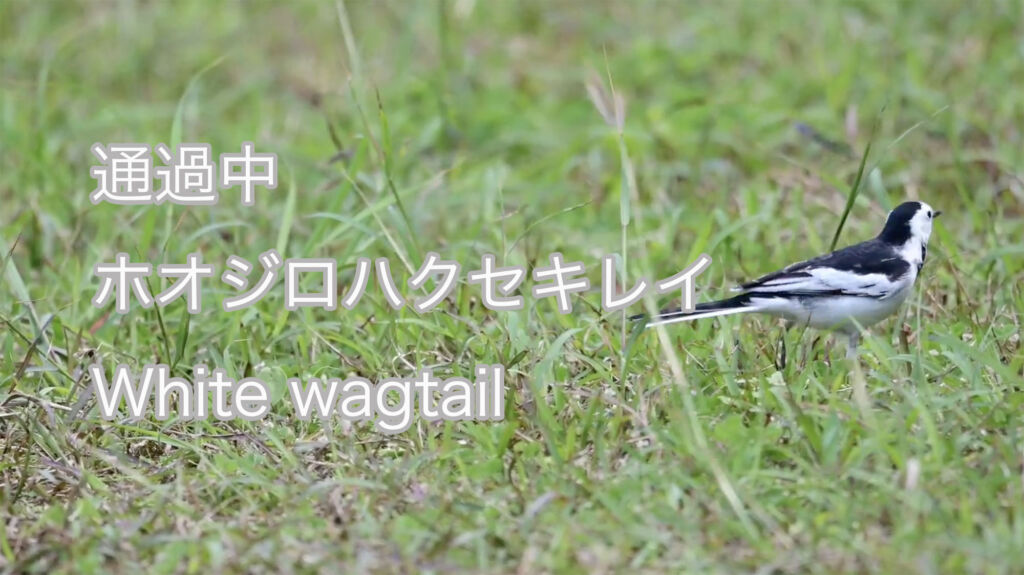 【通過中】 ホオジロハクセキレイ White wagtail