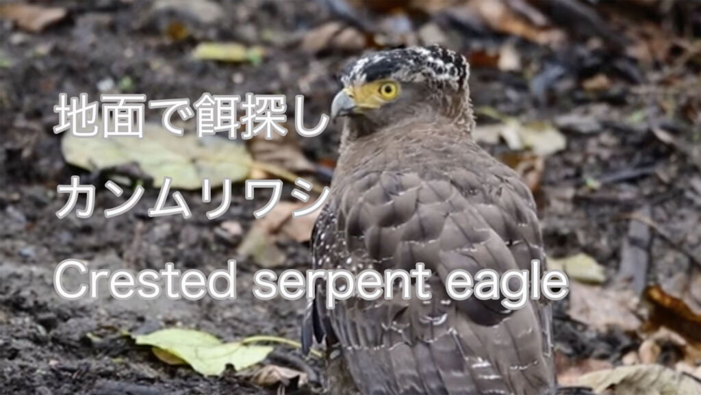 【地面で餌探し】 カンムリワシ Crested serpent eagle