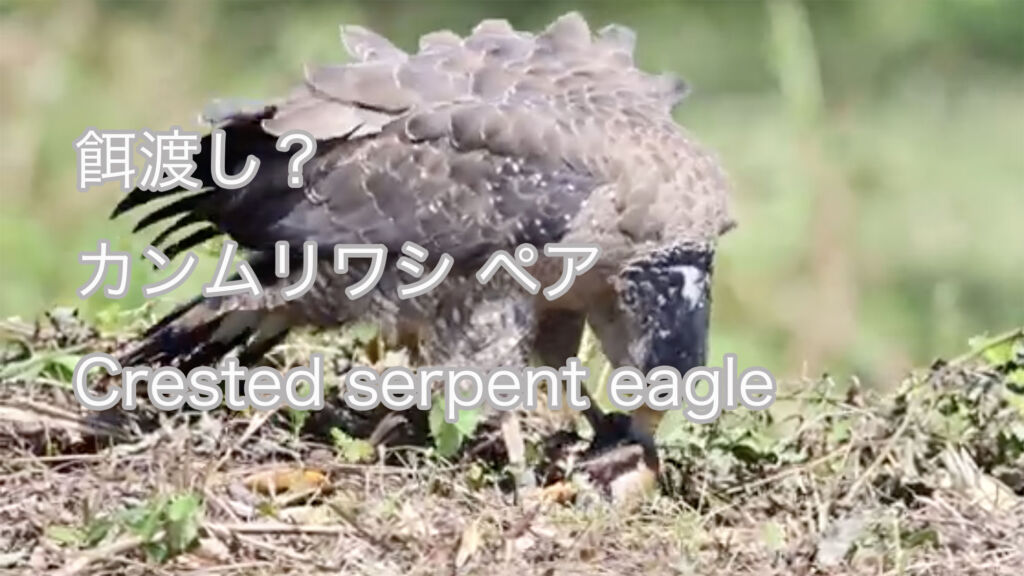【餌渡し？】 カンムリワシ ペア Crested serpent eagle