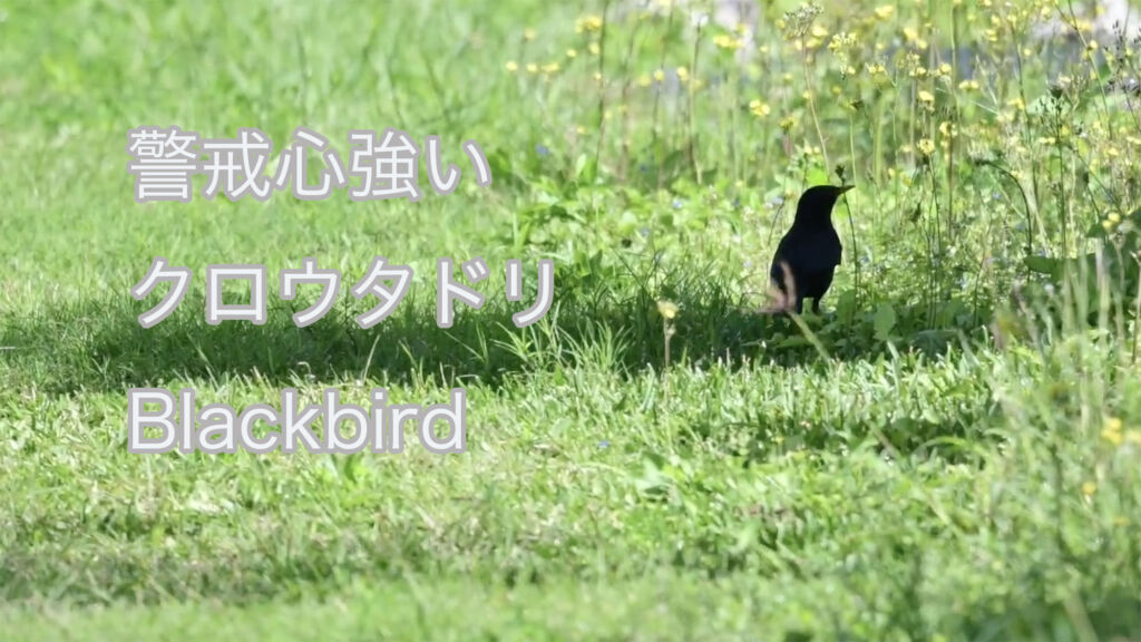 【警戒心強い】 クロウタドリ  Blackbird