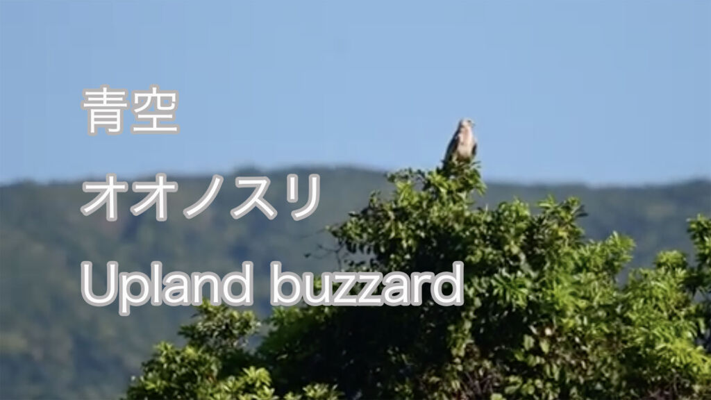 【青空】 オオノスリ  Upland buzzard