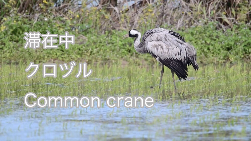 【滞在中】 クロヅル  Common crane
