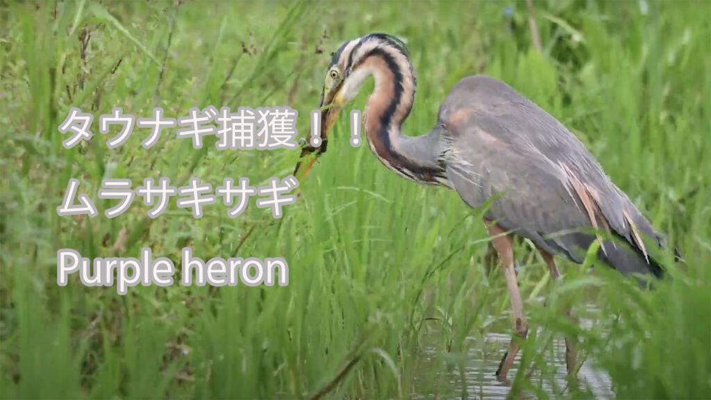 【タウナギ捕獲！！】 ムラサキサギ  Purple heron