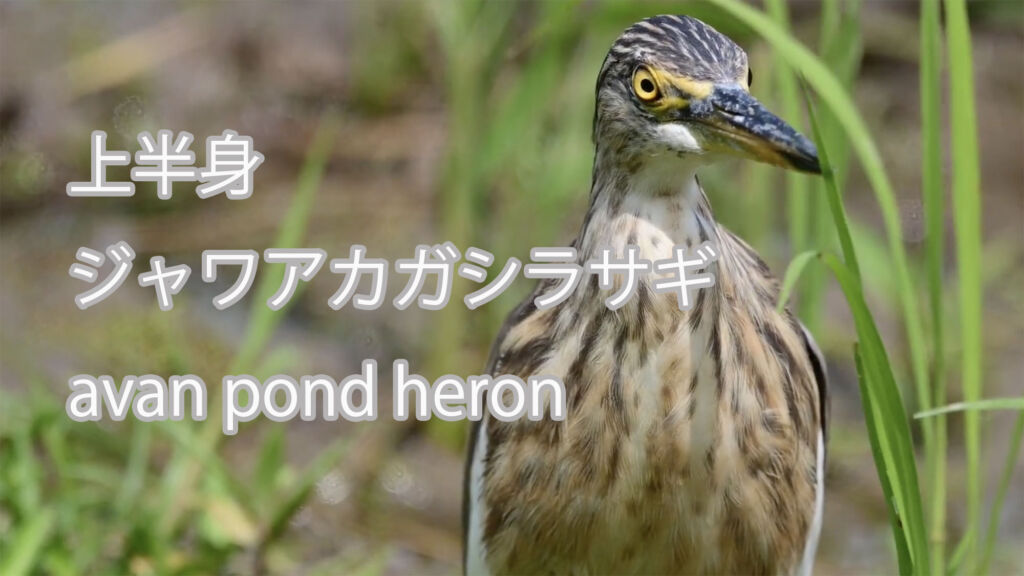 【上半身】 ジャワアカガシラサギ Javan pond heron