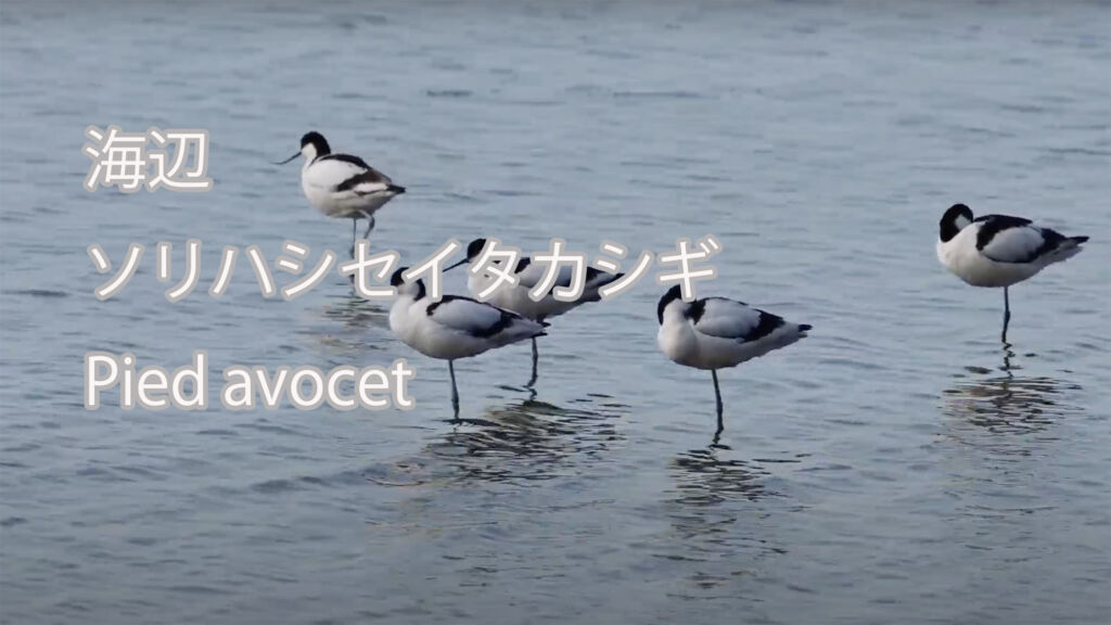 【海辺】 ソリハシセイタカシギ Pied avocet