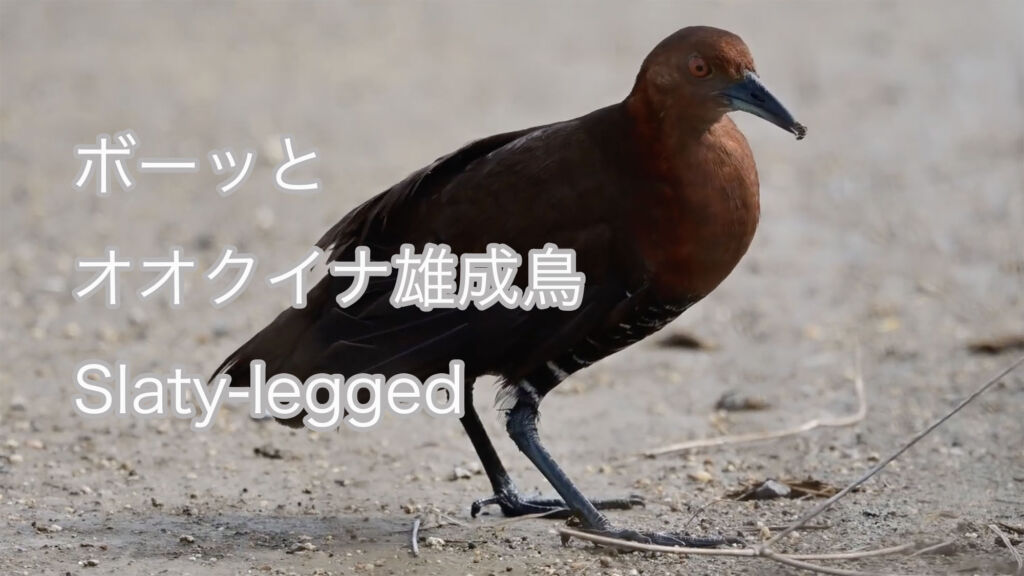 【ボーッと】 オオクイナ雄成鳥 Slaty-legged