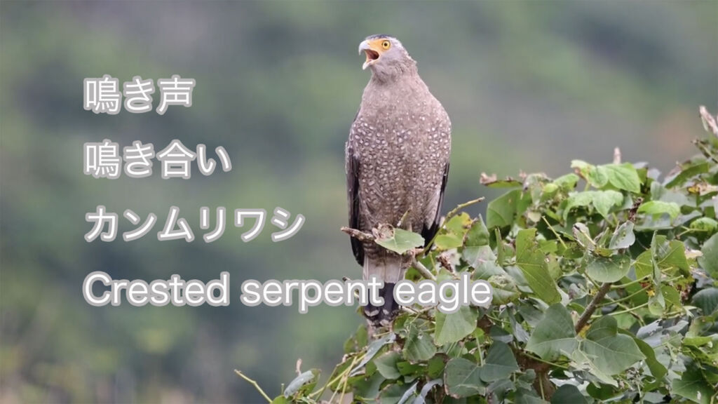 【鳴き声、鳴き合い】 カンムリワシ Crested serpent eagle