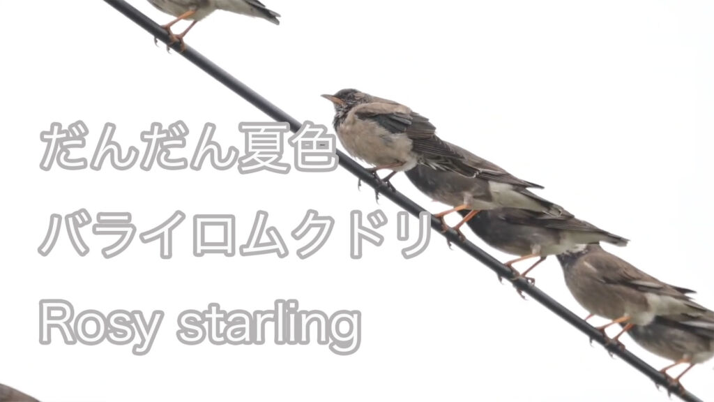 【だんだん夏色】 バライロムクドリ Rosy starling