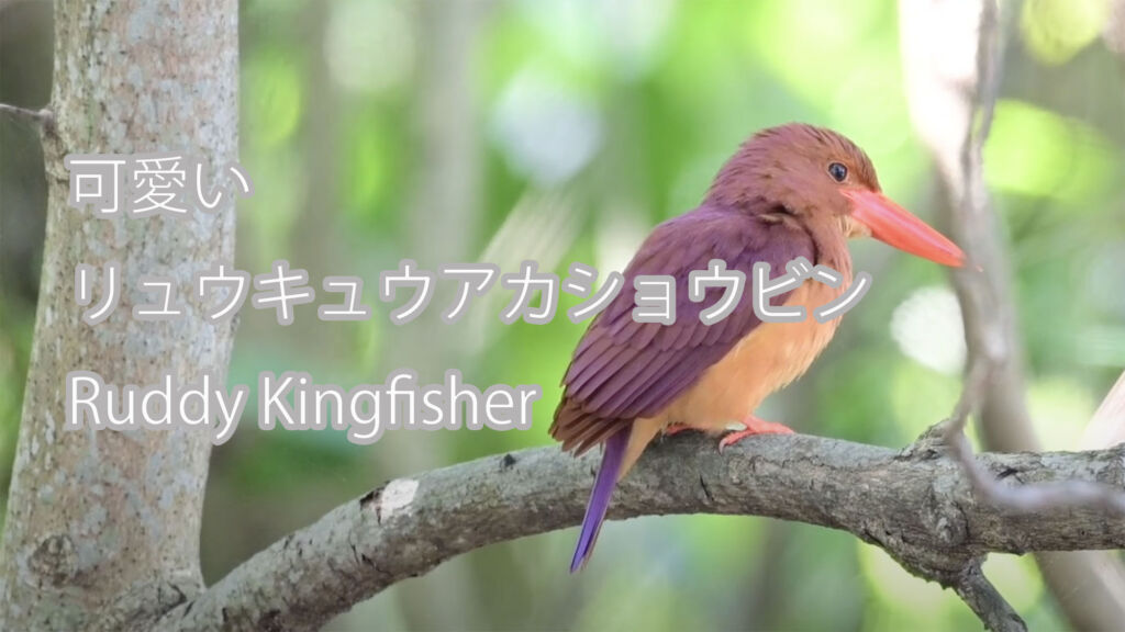【可愛い】 リュウキュウアカショウビン  Ruddy Kingfisher