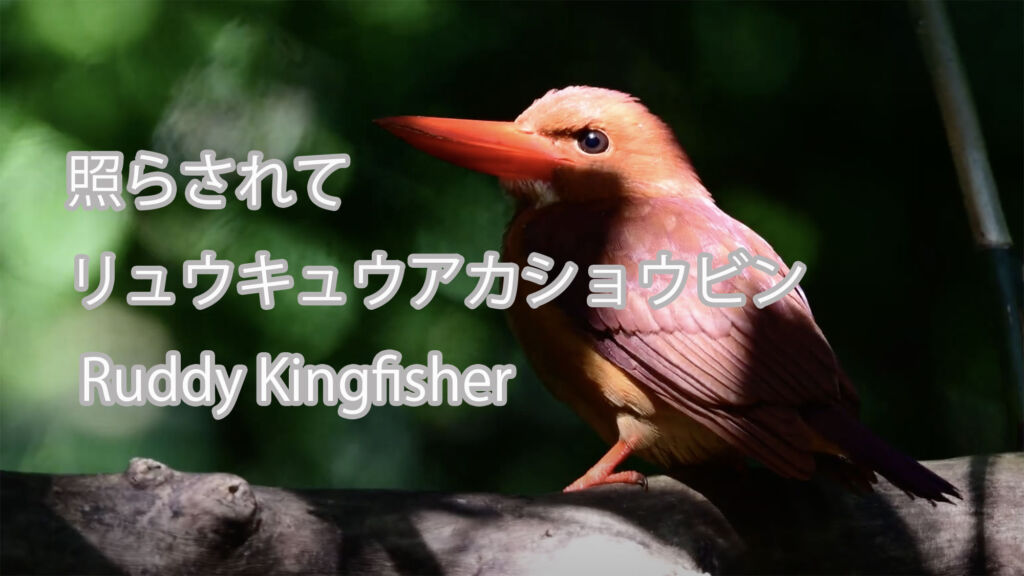 【照らされて】 リュウキュウアカショウビン  Ruddy Kingfisher