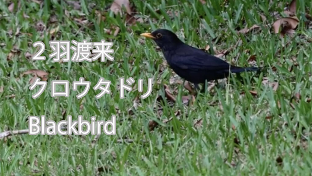 【２羽渡来】 クロウタドリ Blackbird