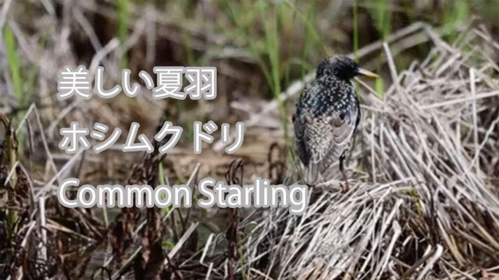 【美しい夏羽】 ホシムクドリ Common Starling