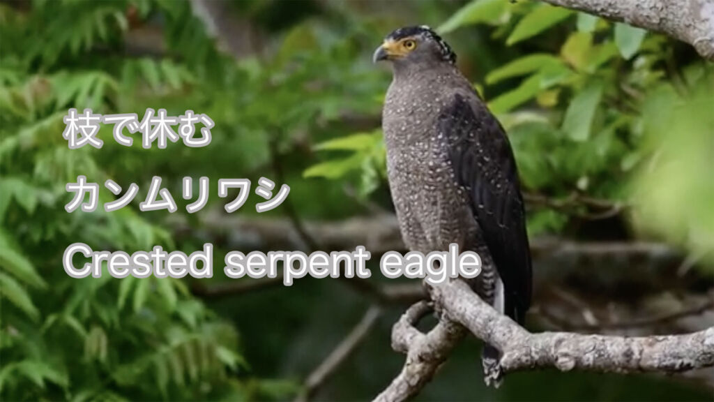 【枝で休む】 カンムリワシ Crested serpent eagle