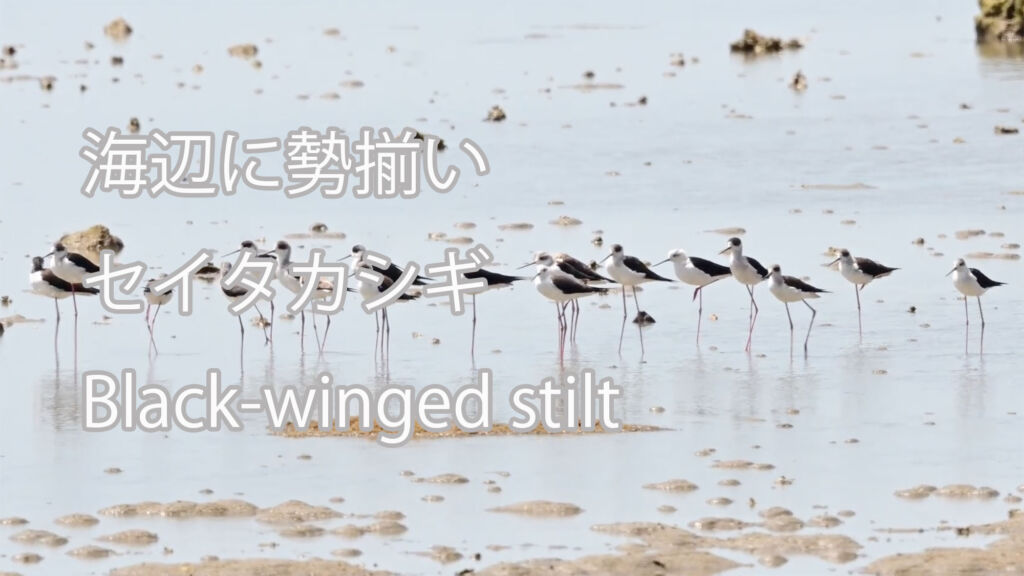 【海辺に勢揃い】 セイタカシギ Black-winged stilt