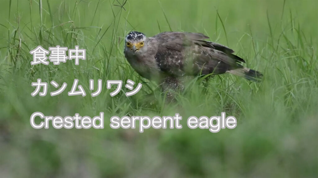【食事中】 カンムリワシ Crested serpent eagle