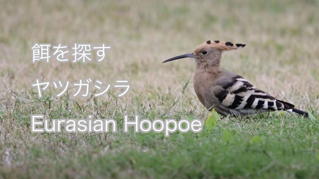 【餌を探す】 ヤツガシラ Eurasian Hoopoe