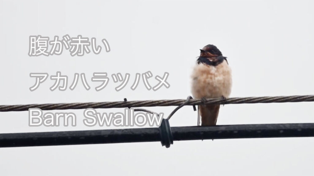 【腹が赤い】 アカハラツバメ Barn Swallow