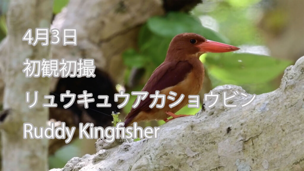 【4月3日初観初撮】 リュウキュウアカショウビン Ruddy Kingfisher