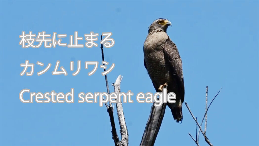 【枝先に止まる】 カンムリワシ  Crested serpent eagle