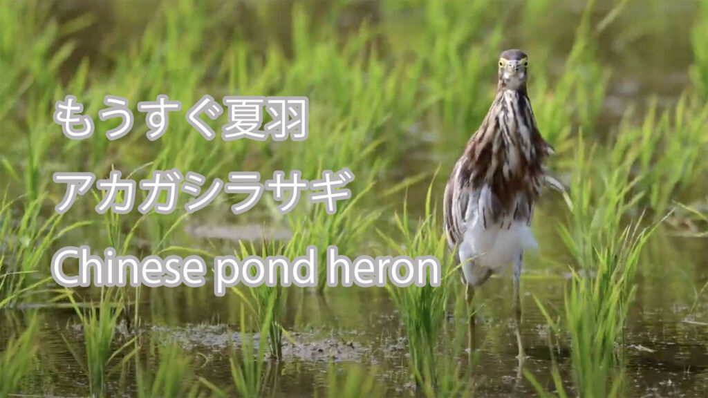 【もうすぐ夏羽】 アカガシラサギ Chinese pond heron