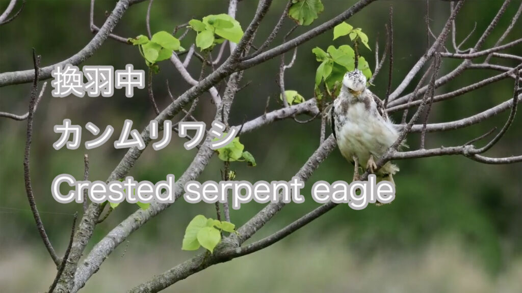 【換羽中】  カンムリワシ  Crested serpent eagle