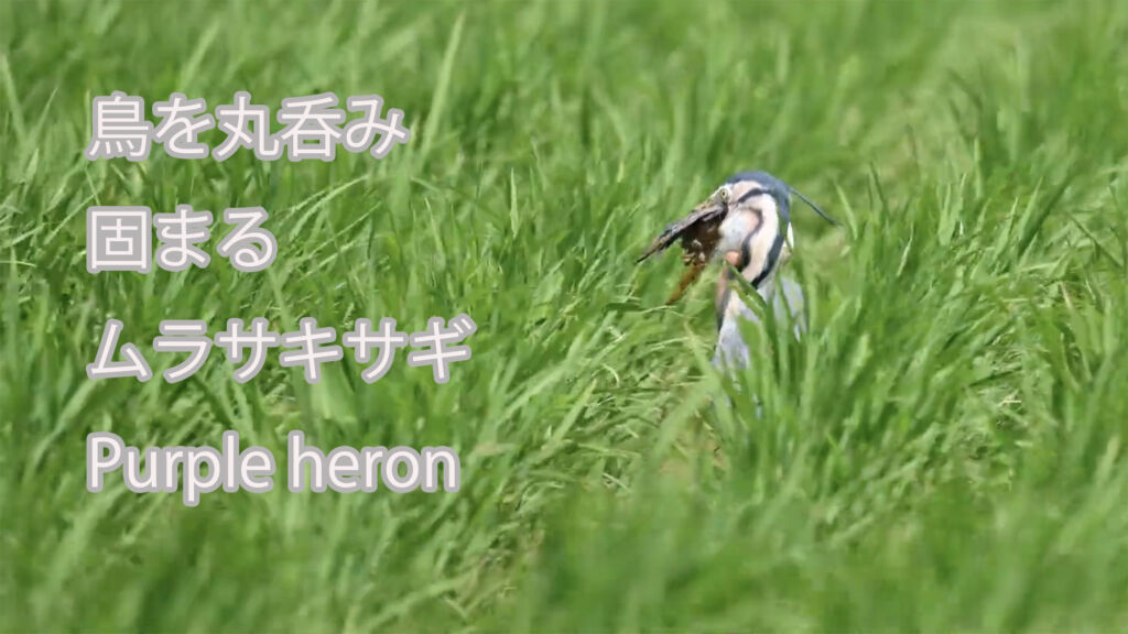 【鳥を丸呑み、固まる】 ムラサキサギ Purple heron