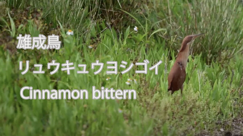 【雄成鳥】 リュウキュウヨシゴイ Cinnamon bittern