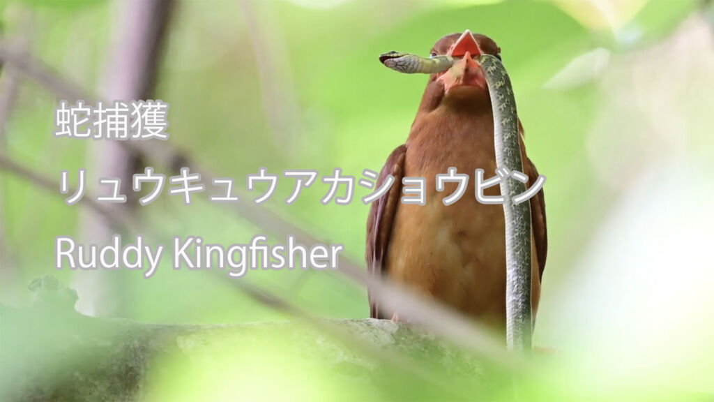 【蛇捕獲】 リュウキュウアカショウビン Ruddy Kingfisher