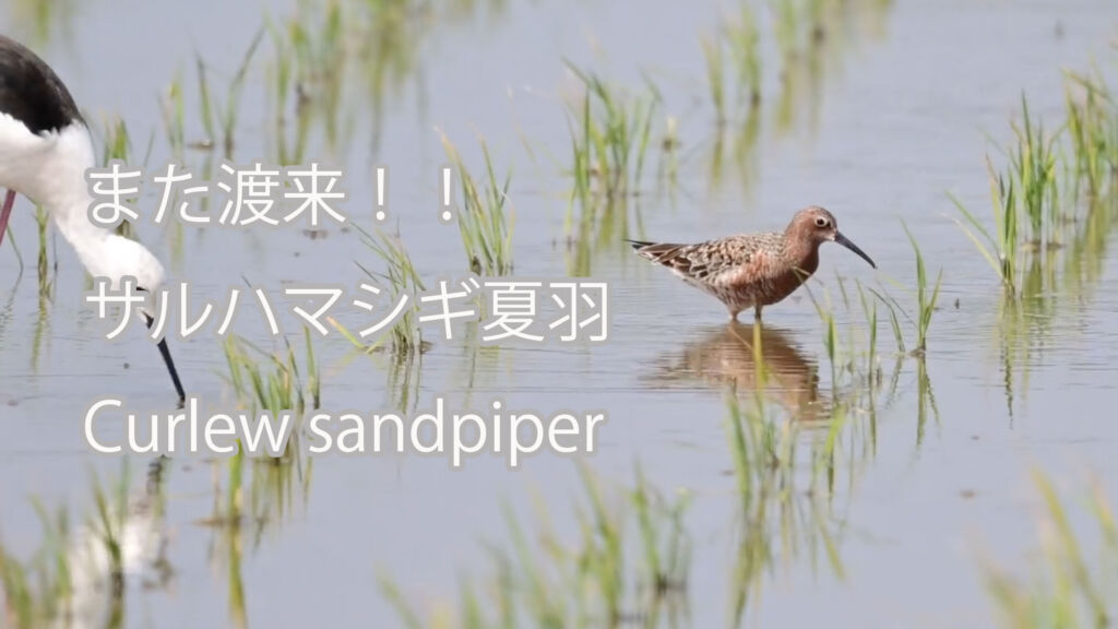 【また渡来】 サルハマシギ夏羽　  Curlew sandpiper