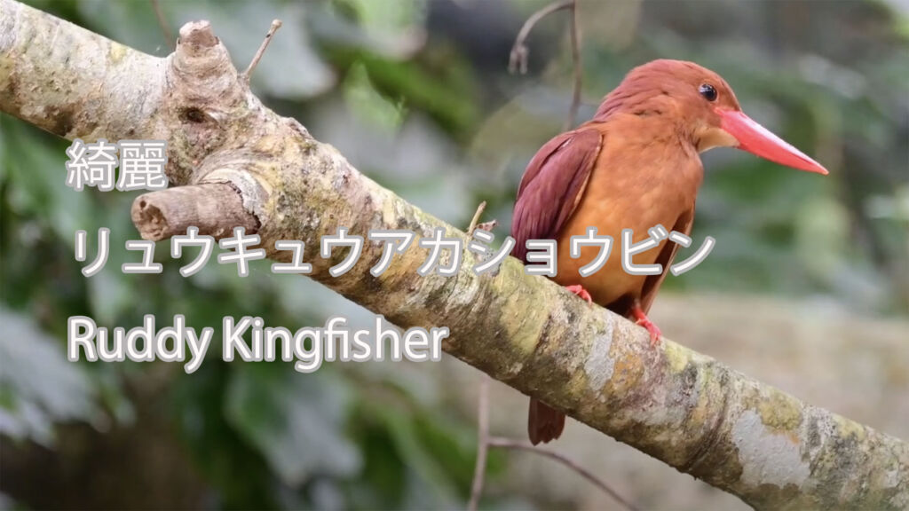 【綺麗】 リュウキュウアカショウビン Ruddy Kingfisher