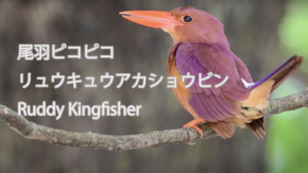 【尾羽ピコピコ】 リュウキュウアカショウビン Ruddy Kingfisher