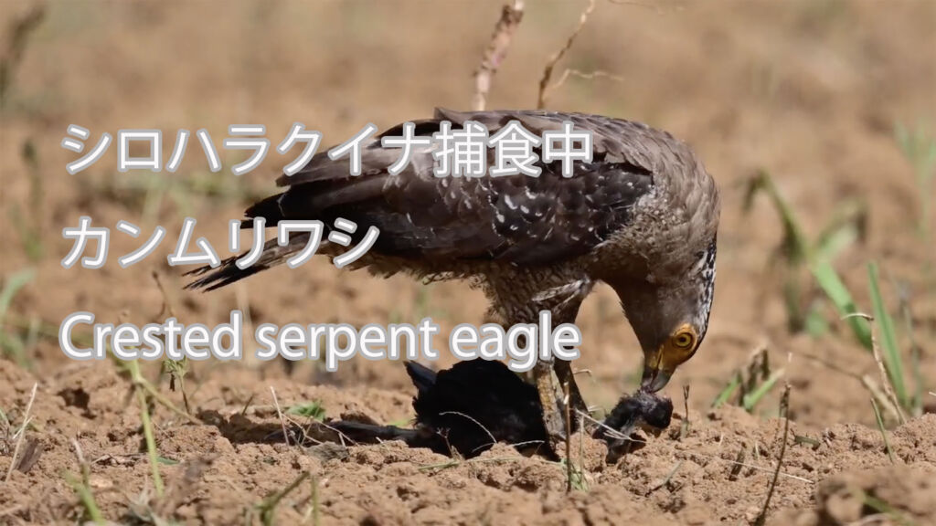 【シロハラクイナ捕食中】 カンムリワシ  Crested serpent eagle
