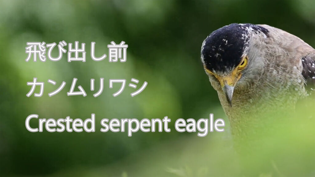 【飛び出し前】 カンムリワシ Crested serpent eagle