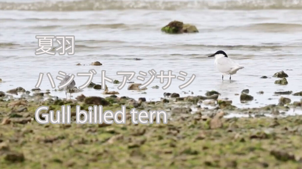 【4月渡来】 ハシブトアジサシ  Gull billed tern