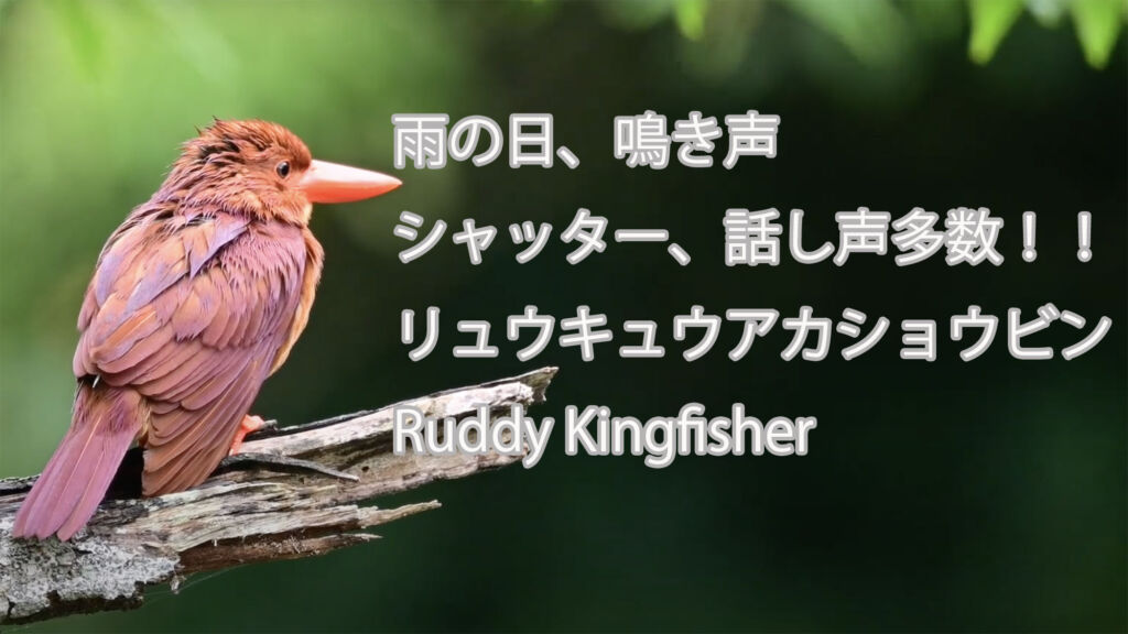 【雨の日、鳴き声】 シャッター、話し声多数！！ リュウキュウアカショウビン Ruddy Kingfisher
