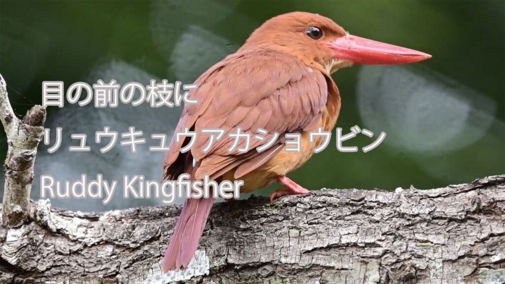 【目の前の枝に】 リュウキュウアカショウビン  Ruddy Kingfisher