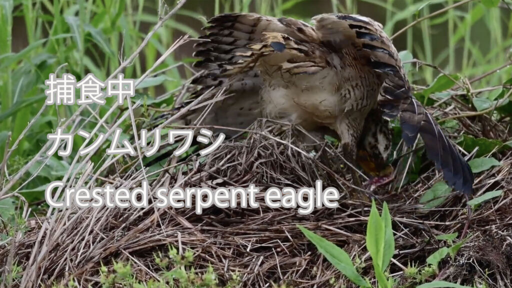 【捕食中】 カンムリワシ Crested serpent eagle
