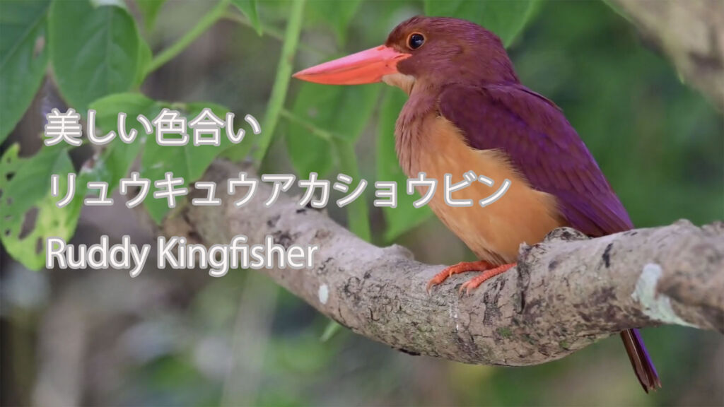 【美しい色合い】 リュウキュウアカショウビン Ruddy Kingfisher
