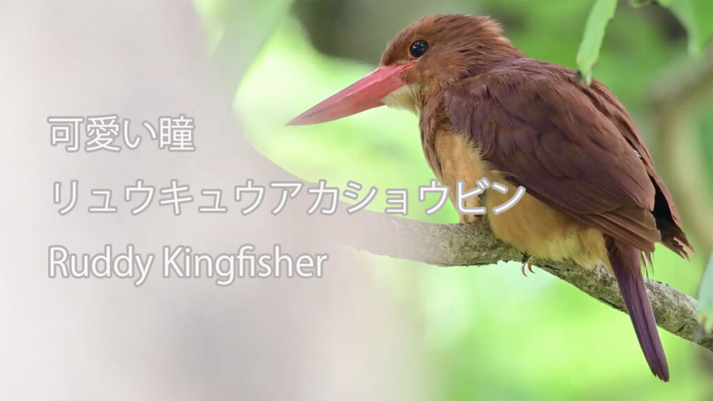 【可愛い瞳】 リュウキュウアカショウビン  Ruddy Kingfisher