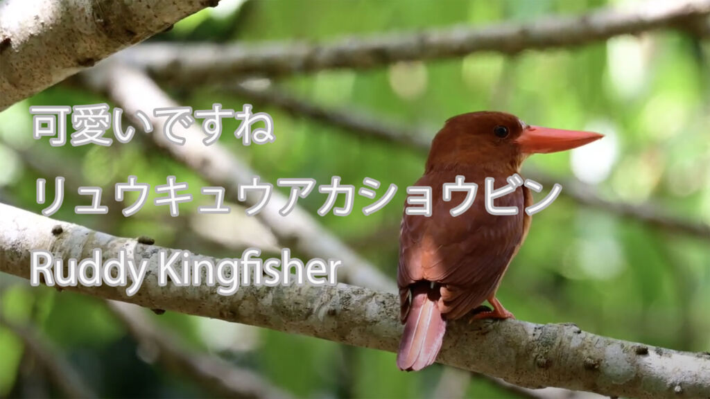 【可愛いですね】 リュウキュウアカショウビン Ruddy Kingfisher