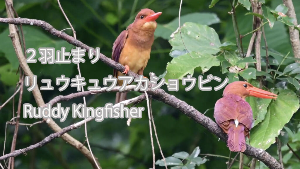 【２羽止まり】 リュウキュウアカショウビン　 Ruddy Kingfisher