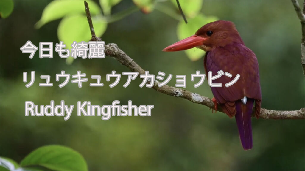 【今日も綺麗】 リュウキュウアカショウビン Ruddy Kingfisher
