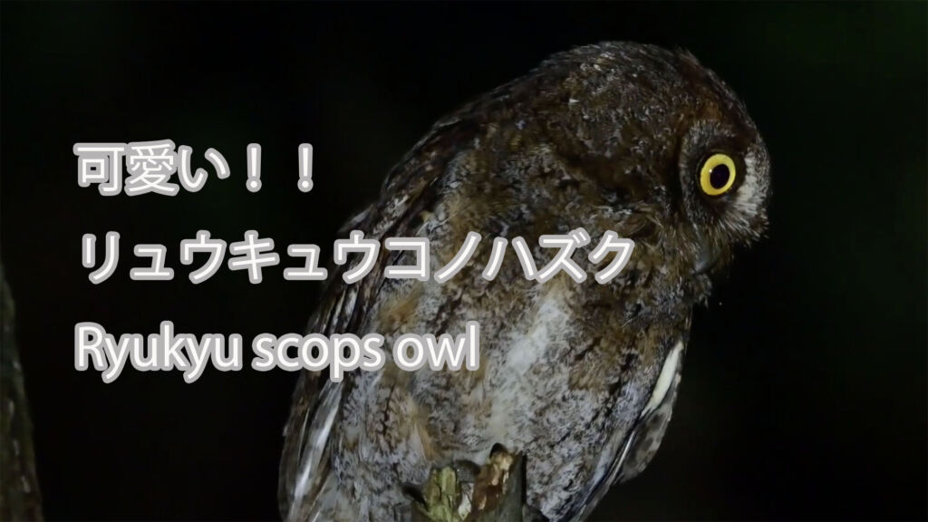 【可愛い】 リュウキュウコノハズク Ryukyu scops owl