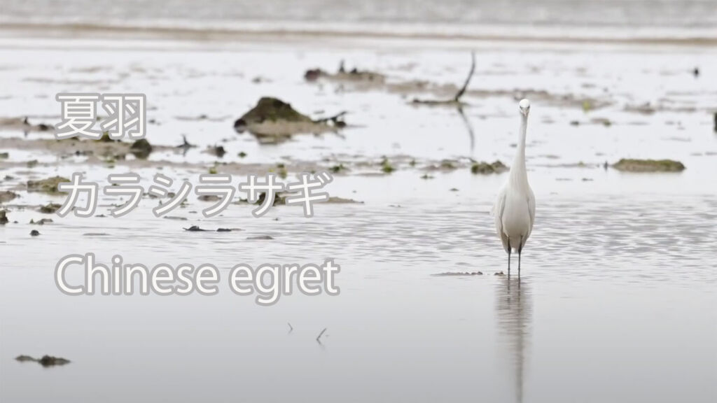 【夏羽】 カラシラサギ  Chinese egret